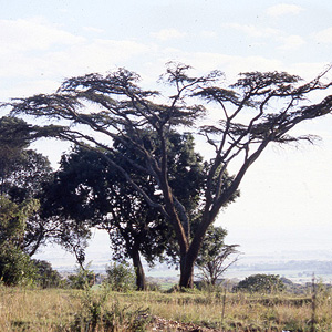 Monte Elgon