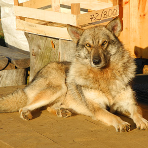 Kola, Laponia olvidada