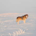 Paseo por la llanura del Finnmark