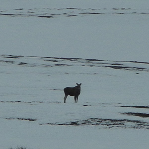 península de varanger