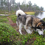 remando en el lago Inari