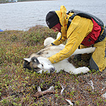 remando en el lago Inari