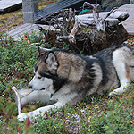 remando en el lago Inari