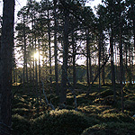 remando en el lago Inari