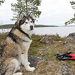 remando en el lago Inari