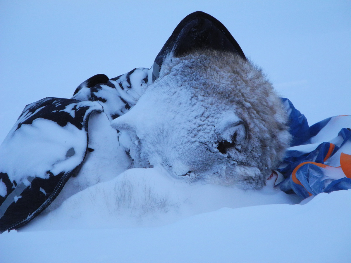 Monte Newton Svalbard