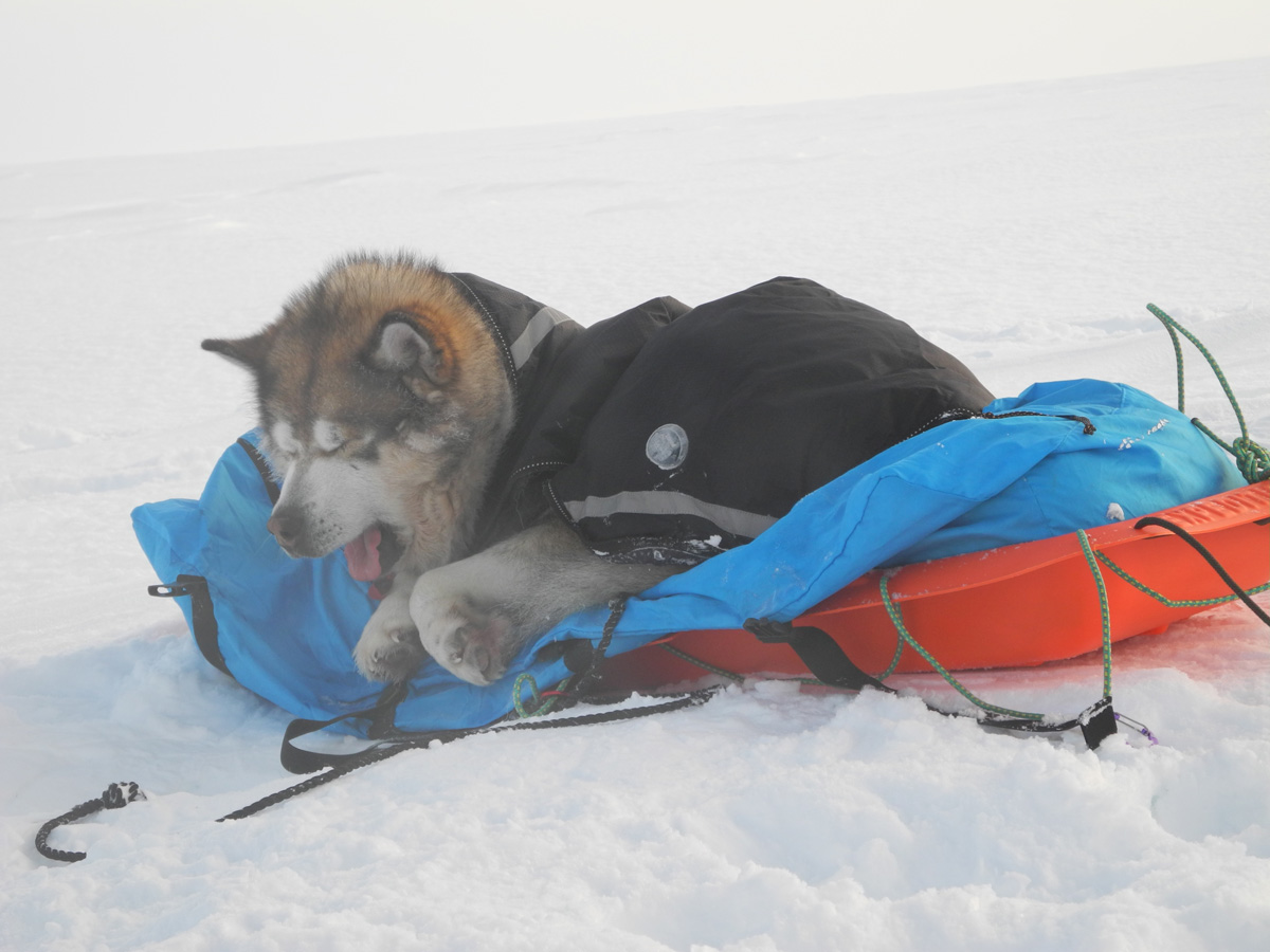 Monte Newton Svalbard