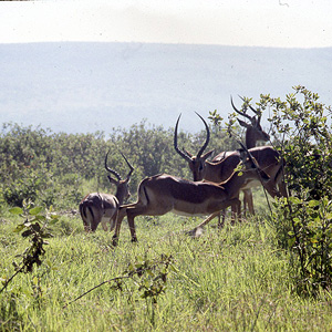 Monte Elgon