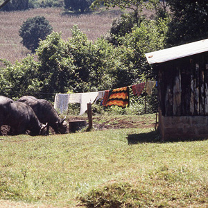 Monte Elgon