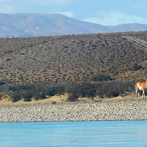 Patagonia de mar a mar