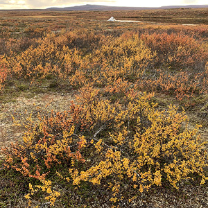 Finnmarksvidda På Langs