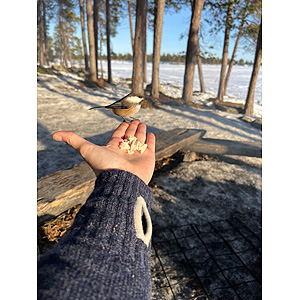 Inari solitario sur norte