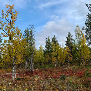 de Korsatunturi (nacimiento rio ivalojokki) a Pasvik