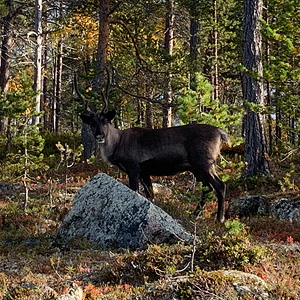 de Korsatunturi (nacimiento rio ivalojokki) a Pasvik