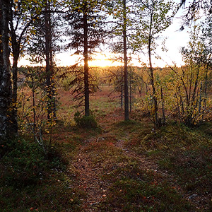 de Korsatunturi (nacimiento rio ivalojokki) a Pasvik