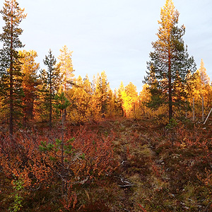 de Korsatunturi (nacimiento rio ivalojokki) a Pasvik