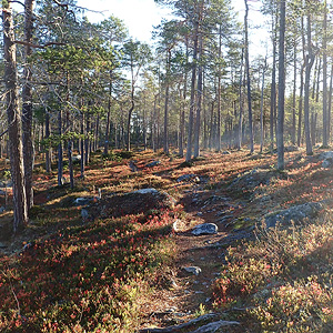 de Korsatunturi (nacimiento rio ivalojokki) a Pasvik