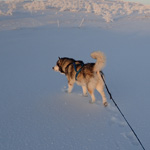 Paseo por la llanura del Finnmark