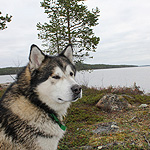 remando en el lago Inari