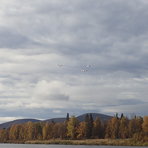 Río Ounasjoki
