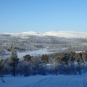 Skoganvarre a Levajok