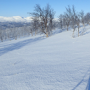 Skoganvarre a Levajok