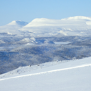 Skoganvarre a Levajok