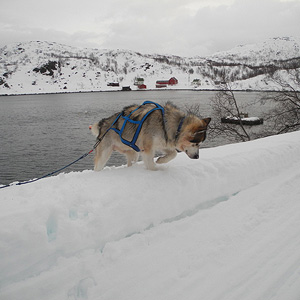 SØRØYA PÅ LANGS