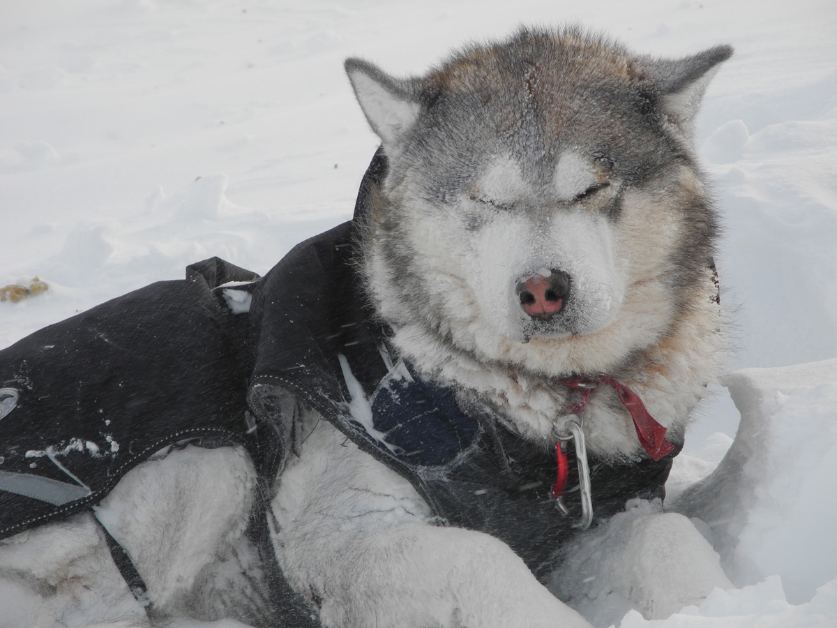 Monte Newton Svalbard