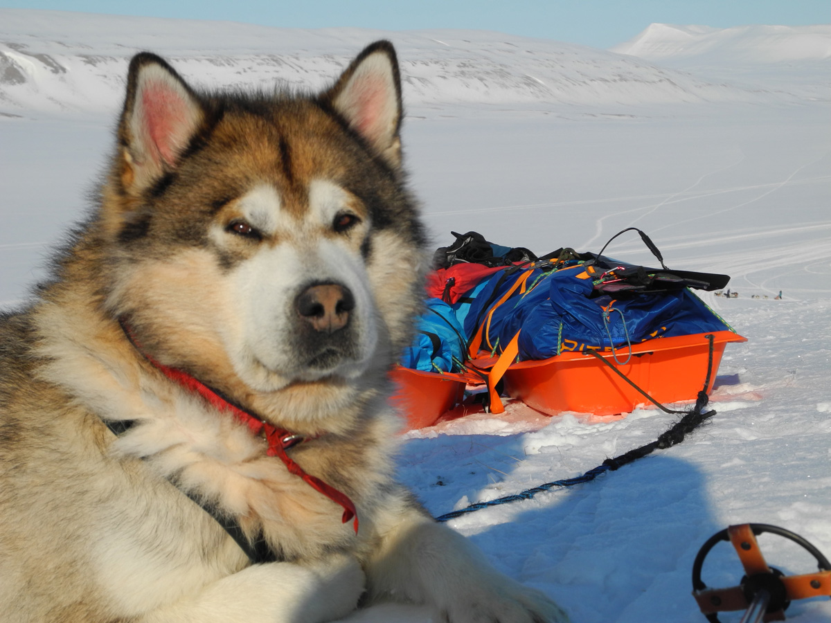 Monte Newton Svalbard