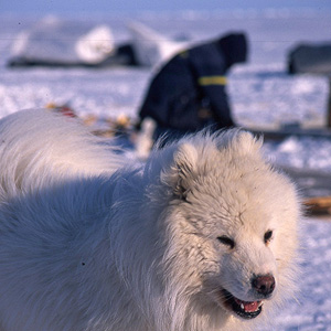 Resolute Bay