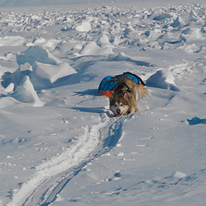 Travesía Spitzbergen Sur